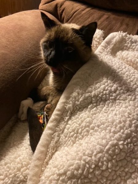Pudding a siamese cat is cuddled under a fuzzy blanket and holding a toy mouse