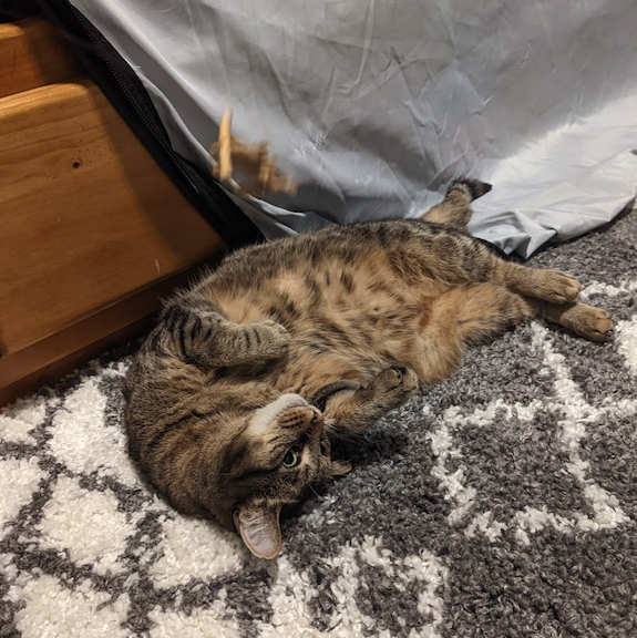 Katie plays with her favorite toy and has her feet in the air and her head upside down on the grey and white rug