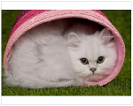 Persian in a pink basket