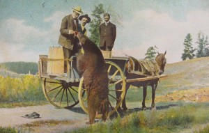 Feeding a Bear at Yellowstone Park, postcard 1911