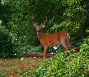 a buck in my yard, looking at me and wondering where my vegetables are