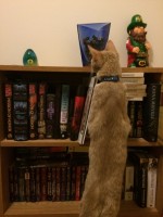 Dewey climbing the shelves - he's an orange teenage tabby cat