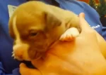 Close up of very young puppy with very big toes