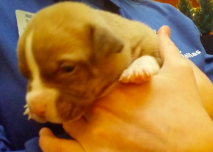 Close up of very young puppy with very big toes