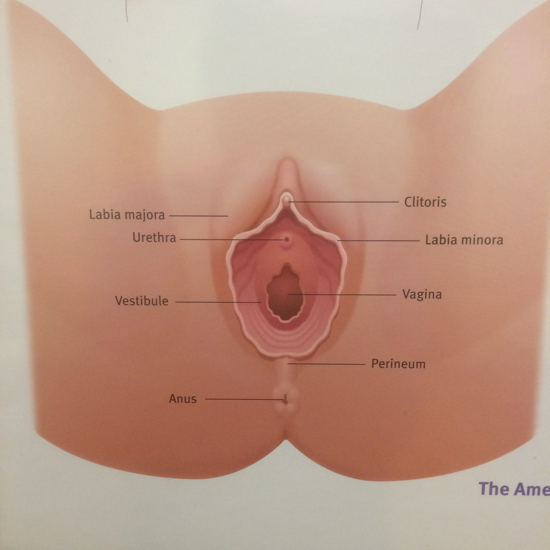 A medical diagram of the vulva, vagina, clitoris, etc with a line designating the opening to the vagina as the vestibule. yes. Vestibule. 