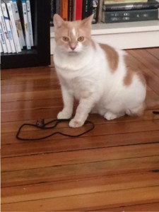New kitties at Chez RHG! Here is Dottie and her prized possession