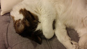 Spawn curled up with one paw over his eyes
