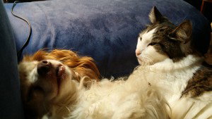 Zeb looking at the camera dubiously while Spawn cuddles on the pillow with him