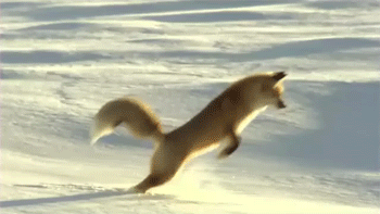 A fox diving into a snow bank after some prey and landing 3/4 buried in the snow with his tail sticking up.