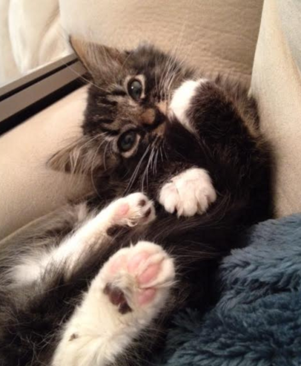 Tiny kitten with lots and lots of tiny toes showing