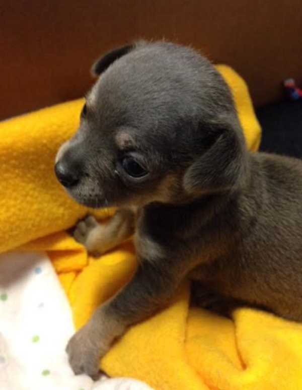 Close up of small grey puppy in a bright yellow blanket