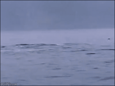 Whale smacking bird with its tail gif