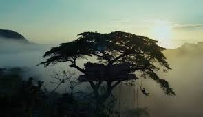 A silhouette of the Tarzan treehouse high above the clouds and fog, the top of the tree against the sky 