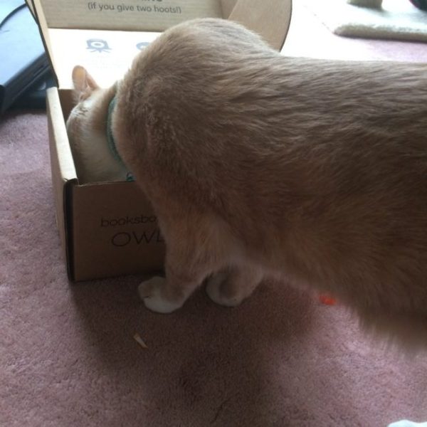 Dewey checking out the Owlcrate box