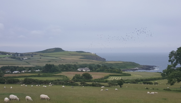 The western coast of Man heading north on the electric railway toward Ramsey, with patchwork fields and sheep in front and the blue of the Irish sea behind