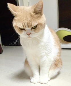 angry-cat-7