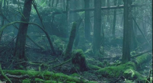 The Kettering Forest of old trees fallen and covered with moss with a dim light that makes everything look ethereal and creepy 