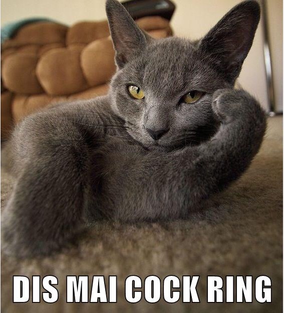 Grey cat with head resting on paw in a very saucy position with the caption DIS MAI COCK RING
