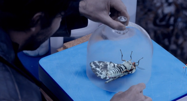 A giant white speckled moth under a glass dome - this moth is easily five or six inches long 