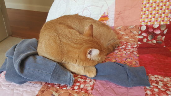 Wilbur, who is orange, curled up on top of my Universidad de Salamanca sweatshirt 