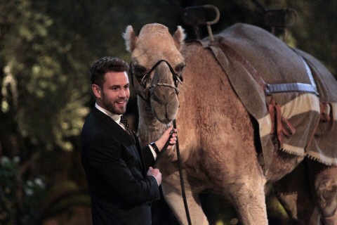 That camel is trying so hard to win a rose and is shut down without getting a chance SAD