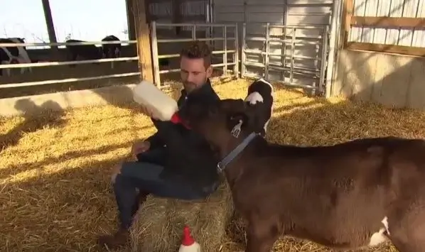 NIck sits on a bale of hay and feeds a baby cow from a bottle. The baby cow is way cuter than Nick.