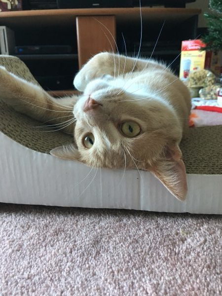 Dewey is lying upside down on his cardboard scratcher, staring into the middle distant, rolling hard on catnip