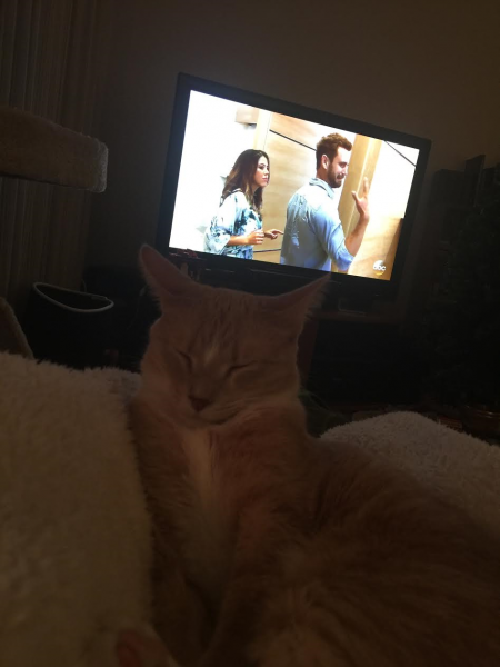 My cat, Dewey, is sleeping in my lap, his little face scrunched up while The Bachelor plays in the background.