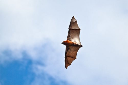 a flying fox, flying