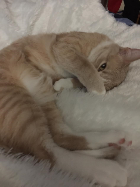 Dewey is laying on his side, one paw covering his face, a little yellow eye peeking out from behind with an expression of distain.