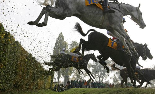 Photograph taken from just below a jump on a steeplechase course- seven horses have cleared the jump and it looks SO HIGH.