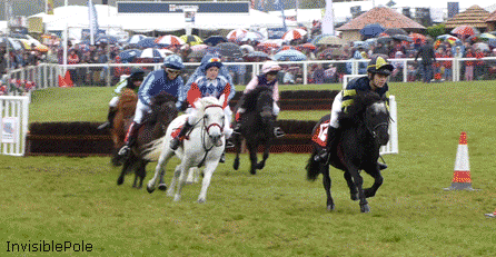 Shetland ponies on a steeplechase course-a black one, a gray one, and three brown ones with children on their backs. They're running from a jump that looks to be no more than a foot high, and running ponies are just SO CUTE with their little legs.