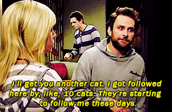 Charlie from Its Always Sunny in Philadelphia says I'll get you another cat. I got followed here by, like, 10 cats. They're starting to follow me these days.