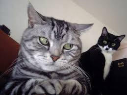Cats giving the side-eye