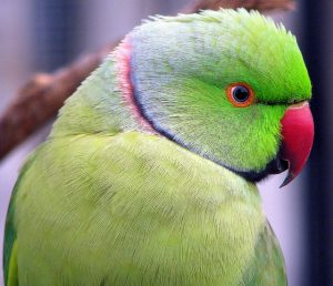 An African Ringneck Parakeet looks coyly over his shoulder.