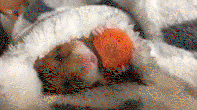 A tiny hamster nibbling on a carrot