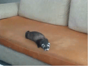 A ferret rolls aound on a couch, pulling pillows down on top of itself while the words "fuck this, fuck that, fuck everything" flash.