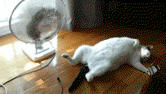 A cat lays on its back in front of a fan.
