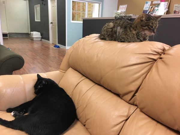 A black cat, Hannah, is curled up on the opposite end of the sofa from me, while Craig, a skinny tabby, snoozes on the back of the couch.