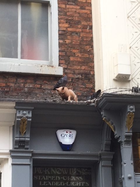 The cat statue across from Betty's Tea Room on Stonegate, with a pigeon sitting on his head.