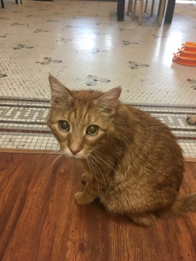 An orange cat sits and looks soulfully at the camera.
