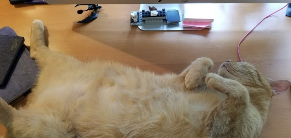 A snapshot of Orville from above, sprawled on his back where my keyboard is supposed to be.