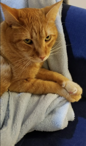 Wilbur one of my orange tabbies sitting with this paws crossed looking unimpressed at me