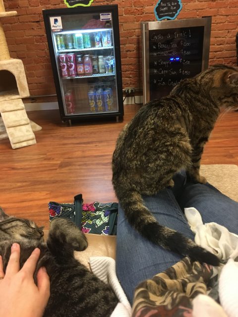 A skinny, ancient tabby graces my lap. Next to me Mara sleeps on her back and gets belly rubs.
