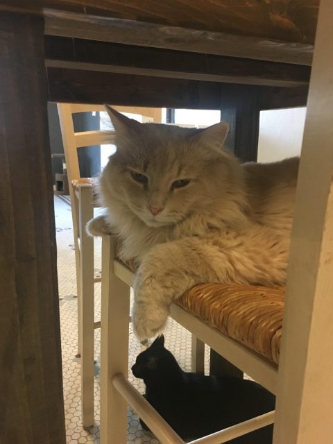 A beautiful long haired, buff cat reclines on a chair. Beneath her a black cat looks off into the center of the cafe.