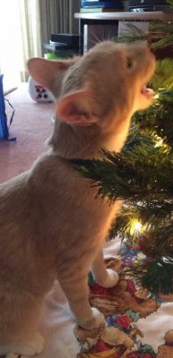 Dewey sits in front of our old artificial Christmas tree, chewing on the branches.