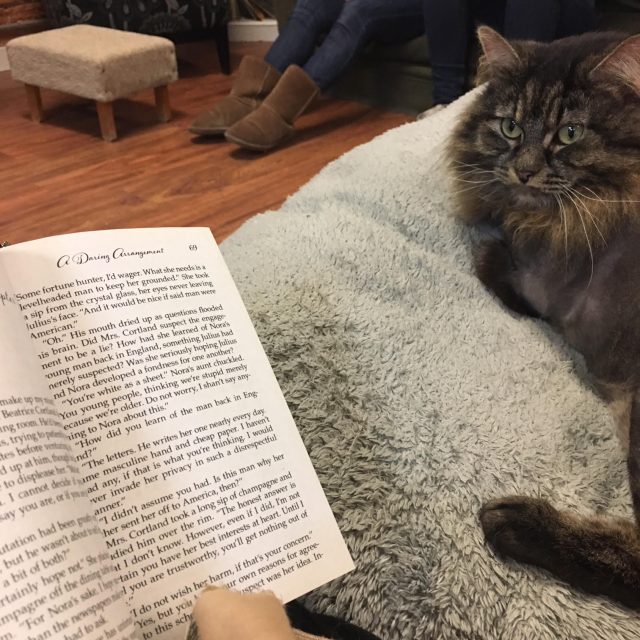 Willow, a long haired cat with a lion cut, rests on a pillow next to me and watches me read.