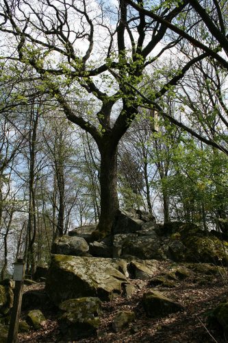 The Fountain of Youth, a tree on a rock outcropping
