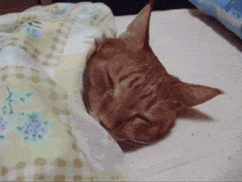 A cat slides under a blanket