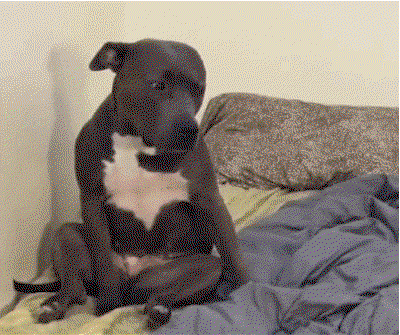 A pitbull flops over in exhaustion